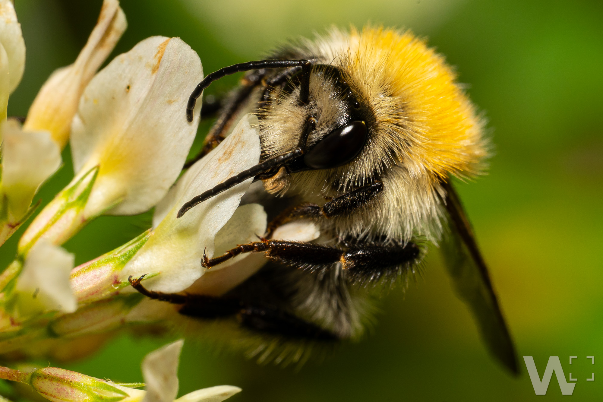 Sommerlicher Plüsch: Zu Besuch bei der Erdhummel Helle Erdhummel auf weißer Blüte vor grünem Hintergrund