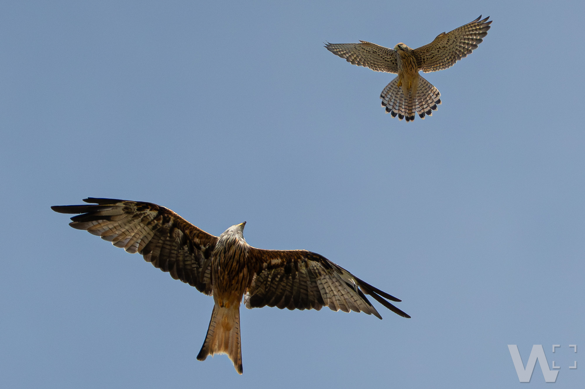 Kleine Scharmützel am Himmel: Wenn Turmfalke und Rotmilan die Fronten klären Rotmilan und Turmfalke mit Blickkontakt